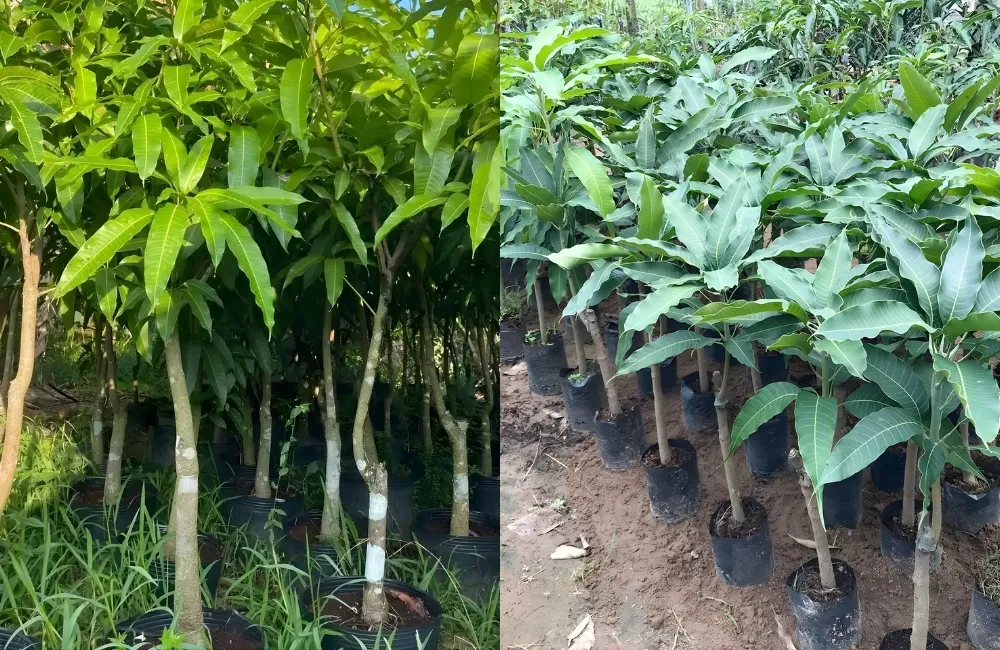 Điều kiện sinh trưởng lý tưởng
