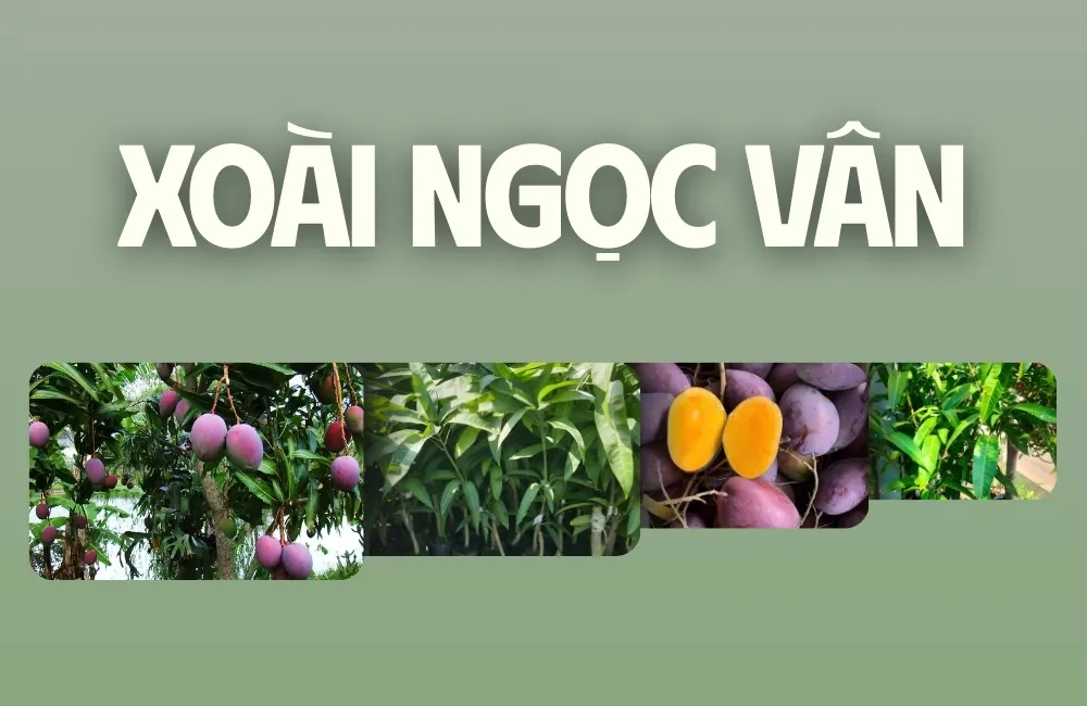 Tổng quan về xoài Ngọc Vân
