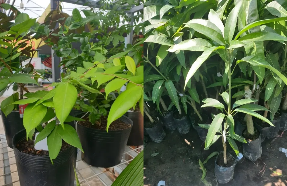 Kỹ thuật trồng và chăm sóc xoài Ngọc Vân