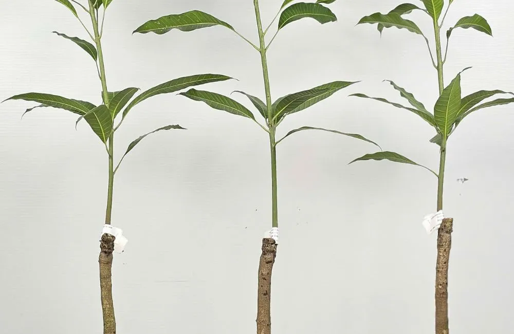 Cây xoài Thái