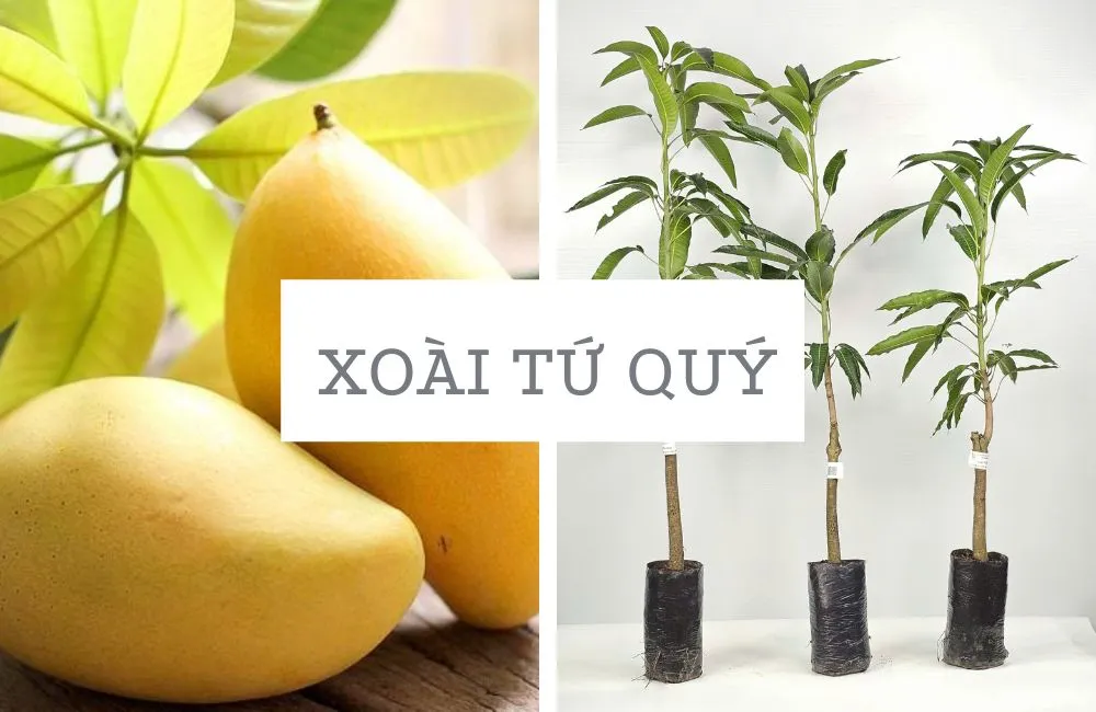 Cây giống xoài Tứ Quý 