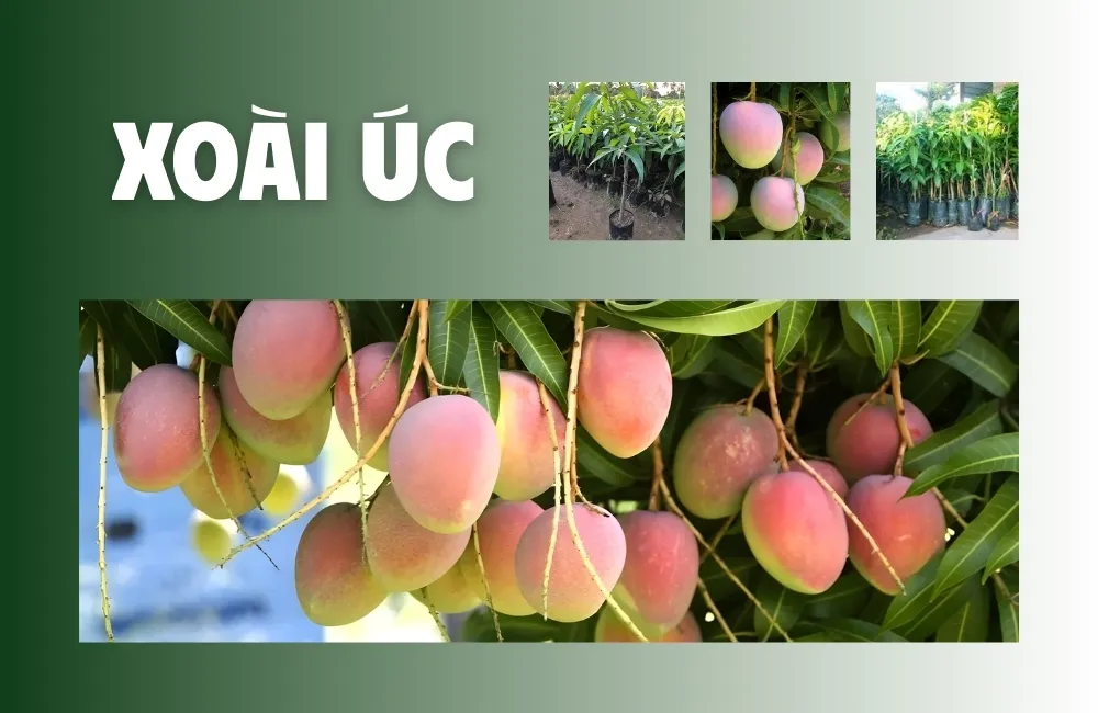 Tổng quan về xoài Úc