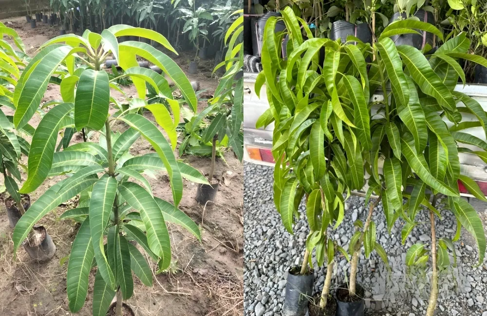 Đặc điểm thân, lá, hoa và tán cây