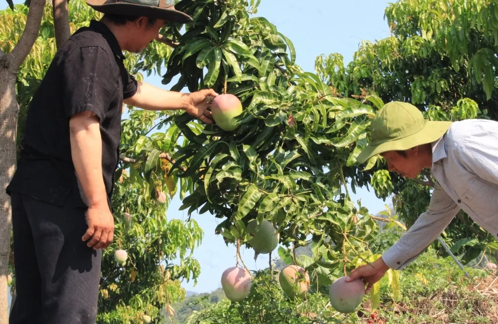 Điều kiện sinh trưởng lý tưởng