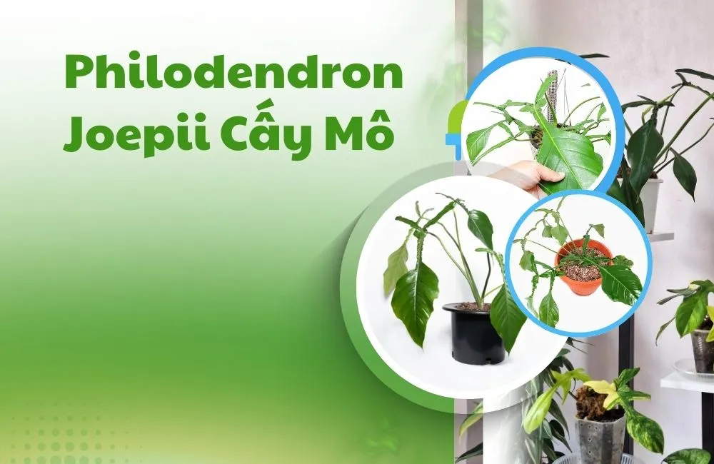 Philodendron Joepii cấy mô