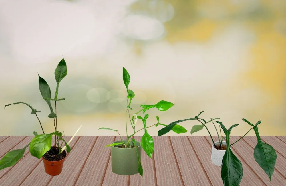 Philodendron Joepii cấy mô 