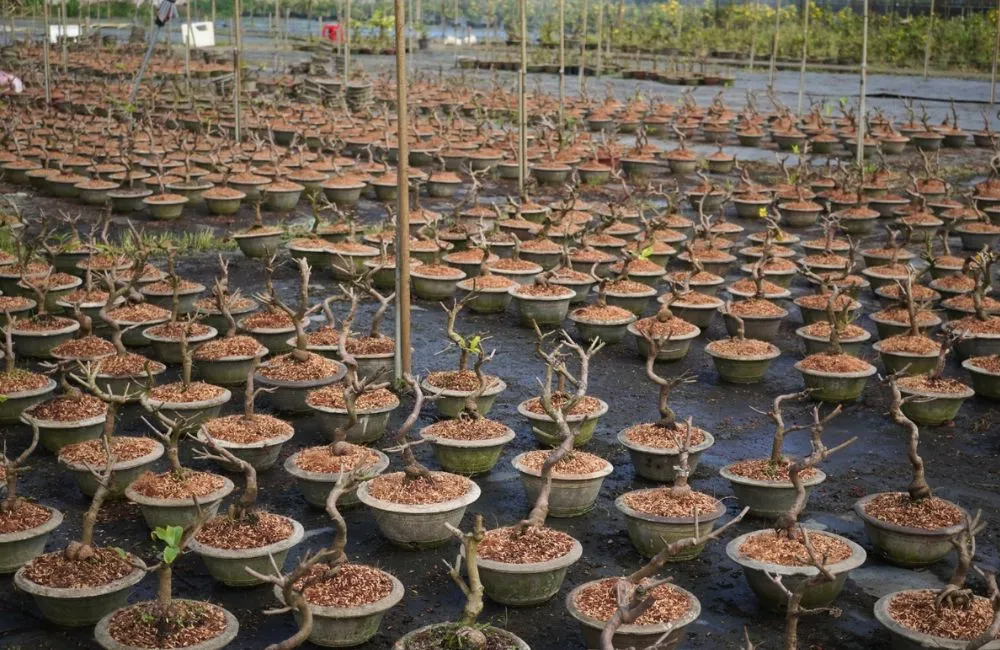 Xịt thuốc sau cắt đôn mai