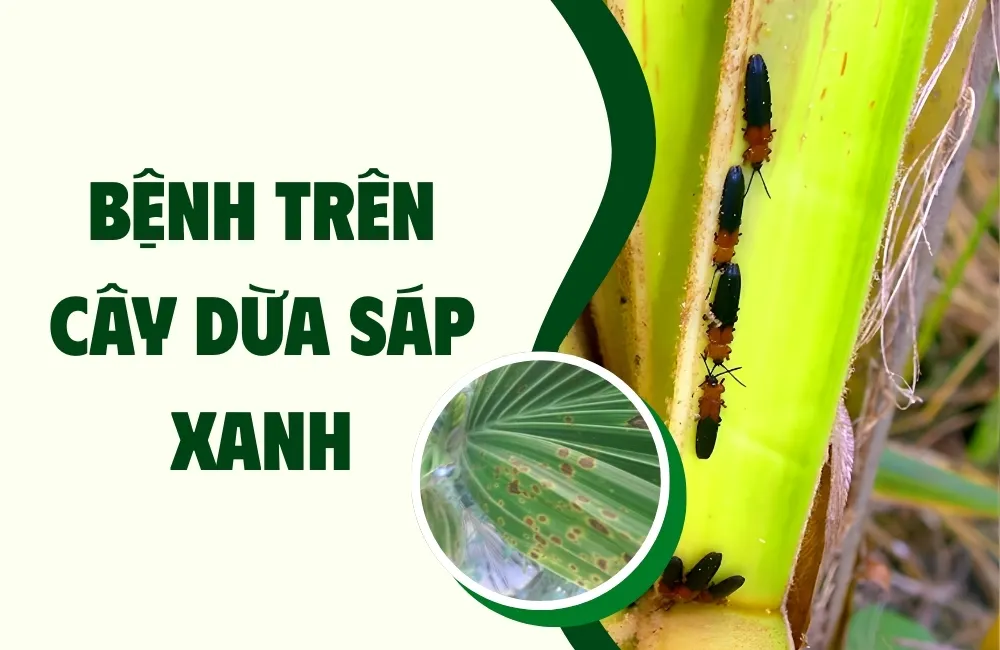 Vì Sao Cây Dừa Sáp Xanh Cấy Mô Vẫn Có Thể Bị Bệnh?