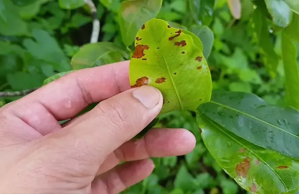 Cách phòng bệnh giúp mai cúc hoàng lộc phát triển khỏe