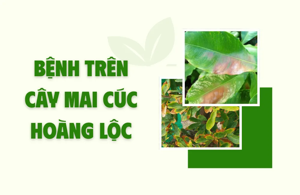 Các bệnh thường gặp trên cây mai cúc hoàng lộc