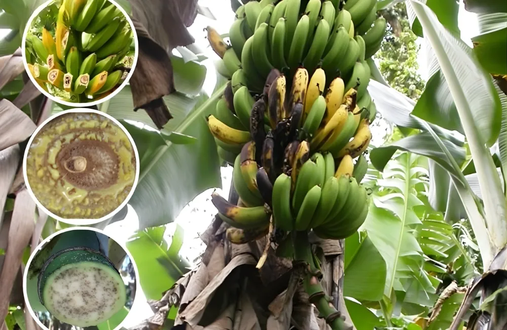 Nguyên nhân khiến chuối già nam mỹ dễ bị bệnh