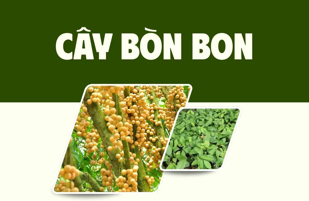 Tổng Quan Về Giống Bòn Bon