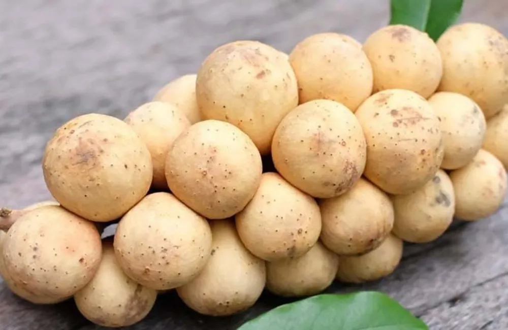 Đặc Điểm Trái Bòn Bon