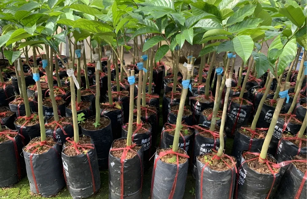 Cách Chọn Cây Giống Bòn Bon Chuẩn
