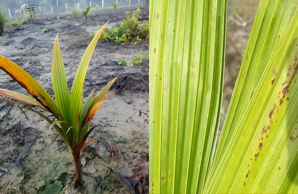 Bệnh Vàng Lá Trên Cây Dừa Sáp Vàng