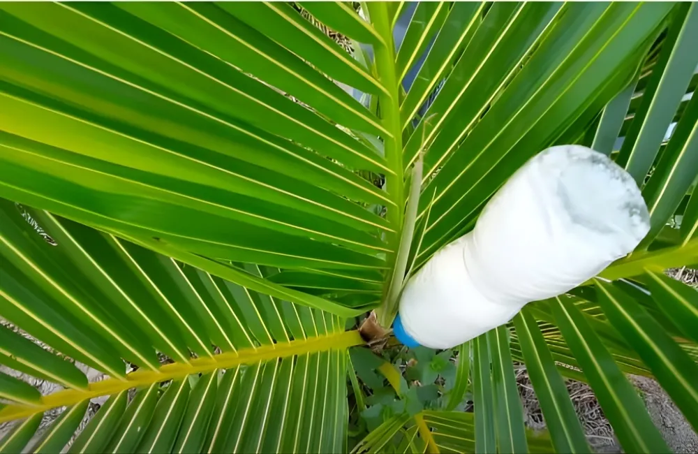 Cách Phòng Bệnh Cho Cây Dừa Sáp Vàng Hiệu Quả