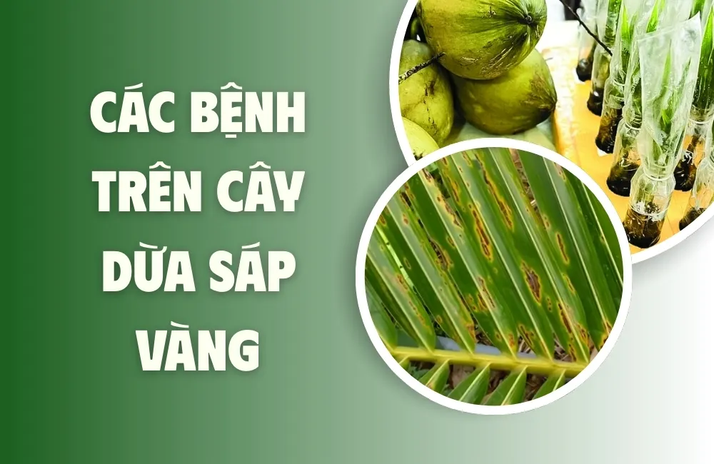 Đặc Điểm Sinh Trưởng Của Cây Dừa Sáp Vàng Và Nguy Cơ Bệnh Hại