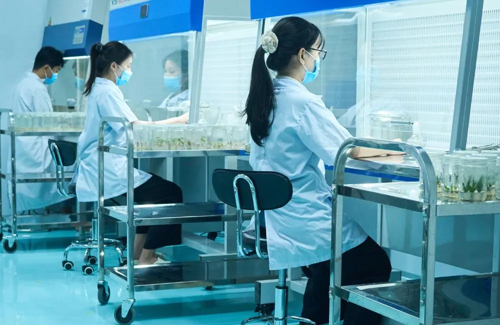 Các giai đoạn nhân giống bằng nuôi cấy mô 