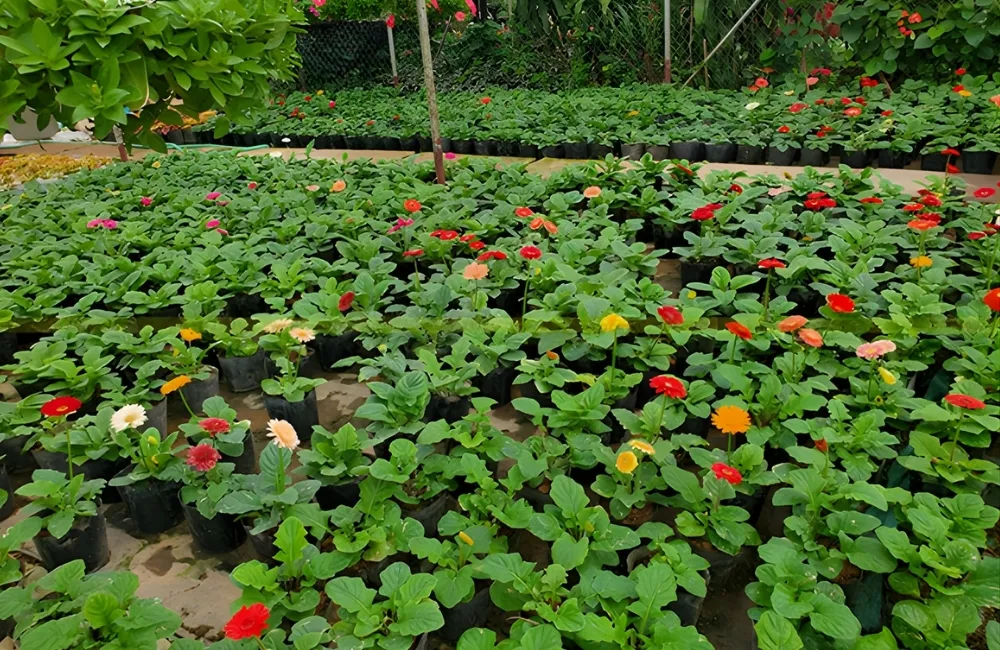 Cách Nhận Biết Hoa Đồng Tiền Lùn Cấy Mô Chuẩn Giống