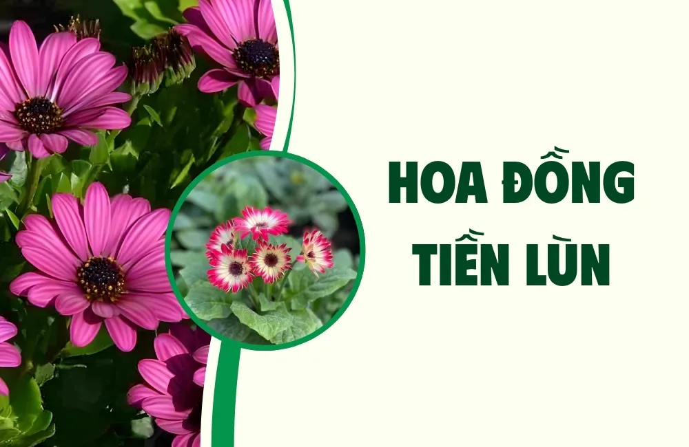 Hoa Đồng Tiền Lùn Cấy Mô Là Gì?