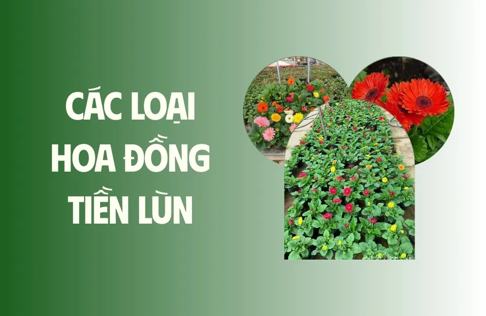 Hoa Đồng Tiền Lùn Cấy Mô Là Gì?