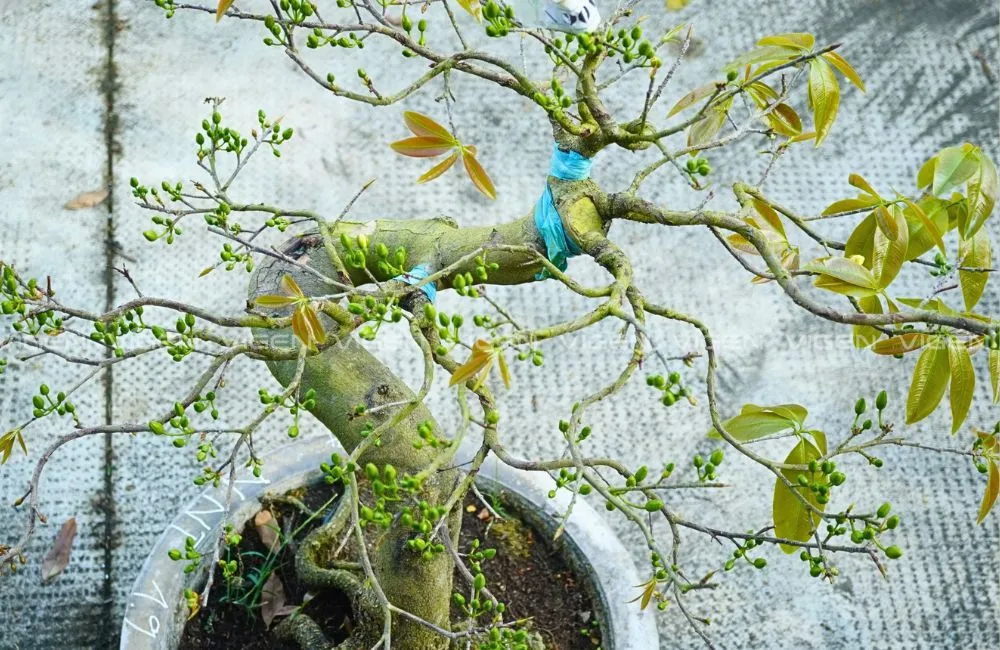 Cách chọn cây mai đẹp từ yếu tố tán mai
