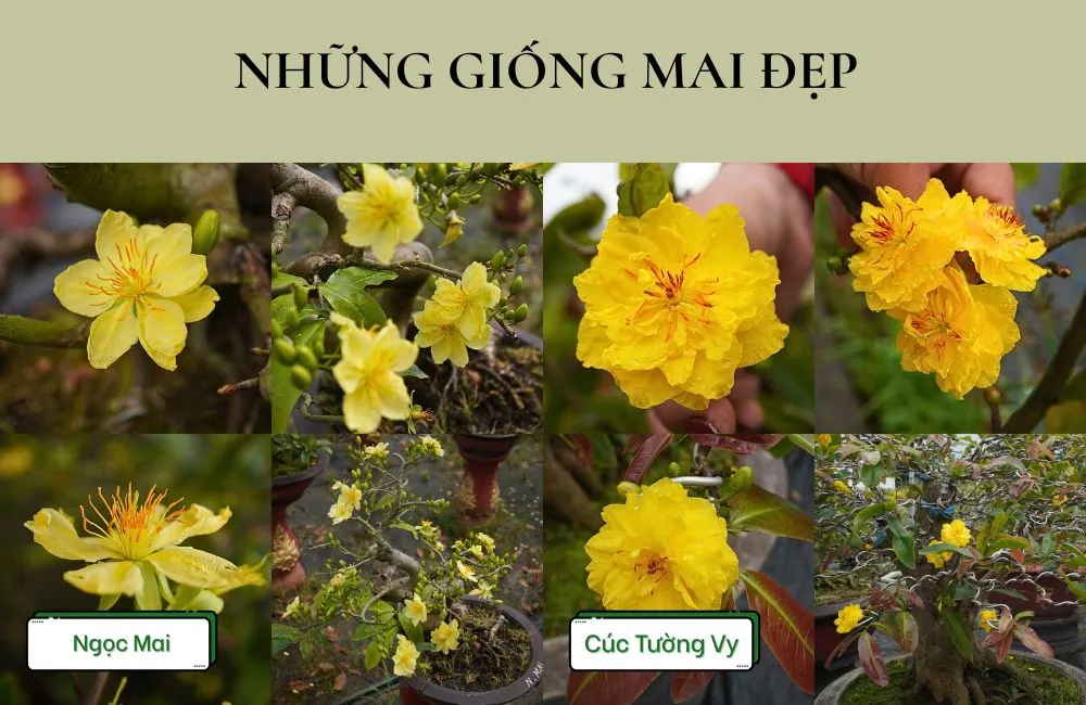 Cách chọn cây mai đẹp từ yếu tố giống mai