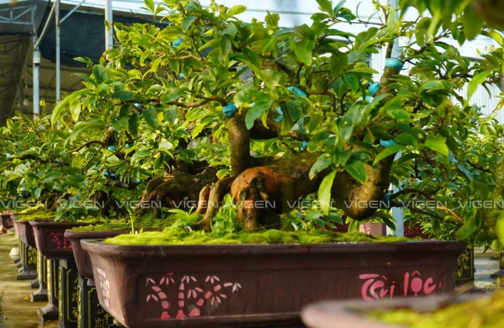 Cách chọn cây mai đẹp từ dáng mai