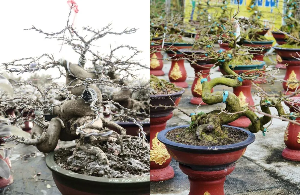 Cách chọn cây mai đẹp từ yếu tố đế mai
