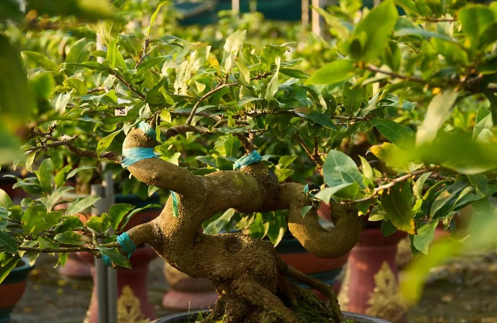Cách chọn cây mai đẹp từ yếu tố thân mai