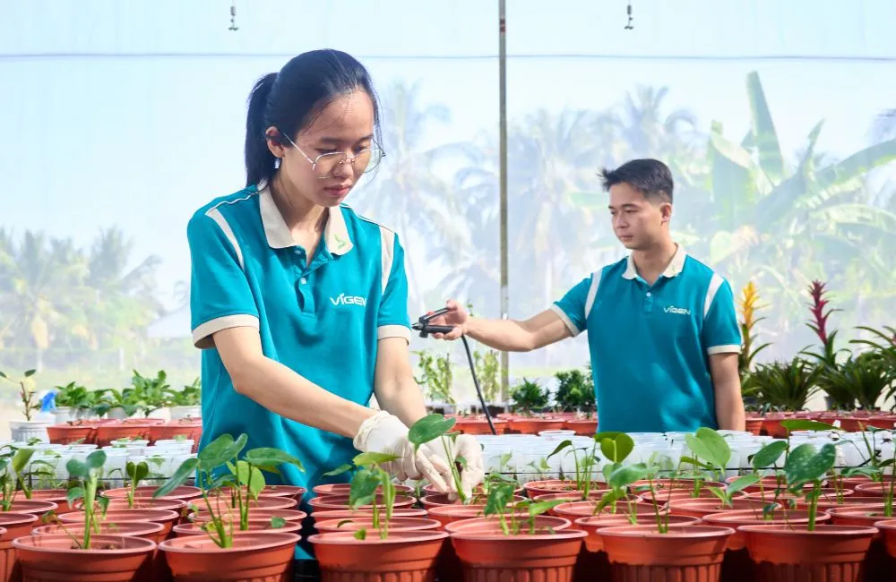 Cách trồng cây giống cấy mô