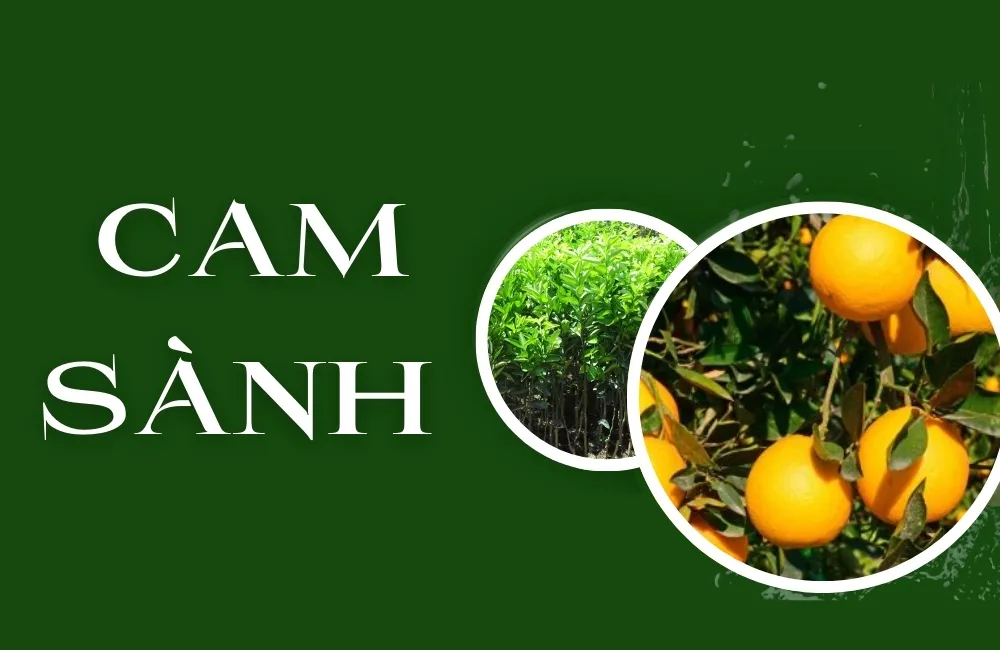 Tổng Quan Về Giống Cam Sành