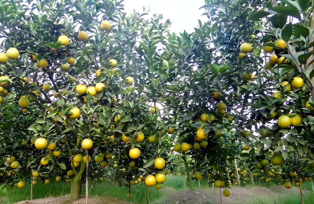 Đặc Điểm Trái Cam Sành