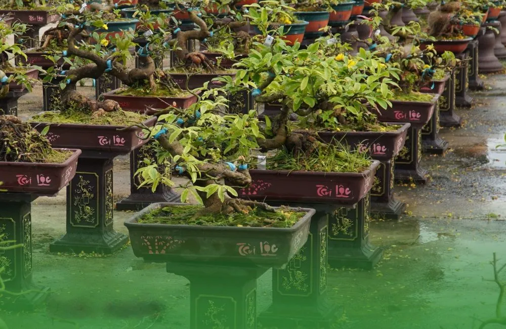 Cắt đôn mai