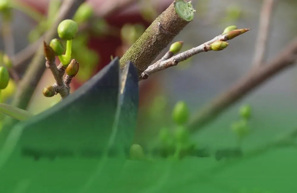Kỹ thuật cắt đôn mai
