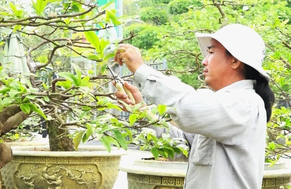 Yếu tố ảnh hưởng tới cắt đôn mai chuẩn