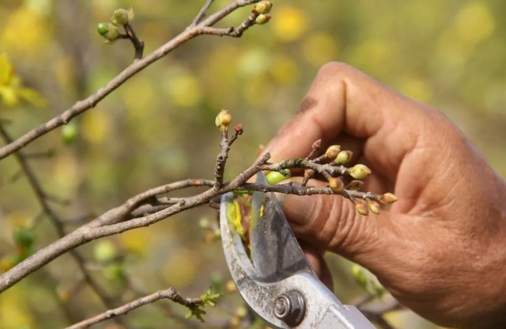 Thời điểm cắt đôn mai chuẩn