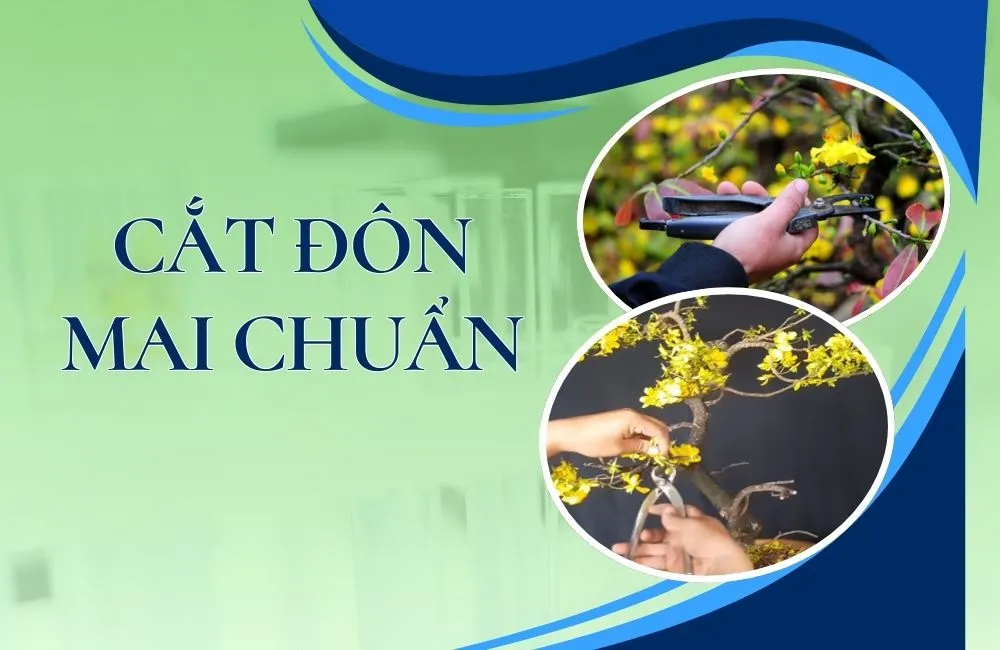 Khi nào cắt đôn mai chuẩn