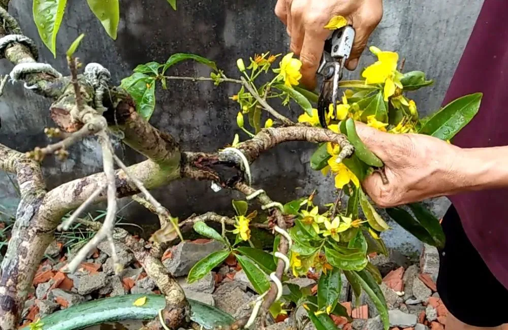 Cắt tỉa mai cúc đổi màu