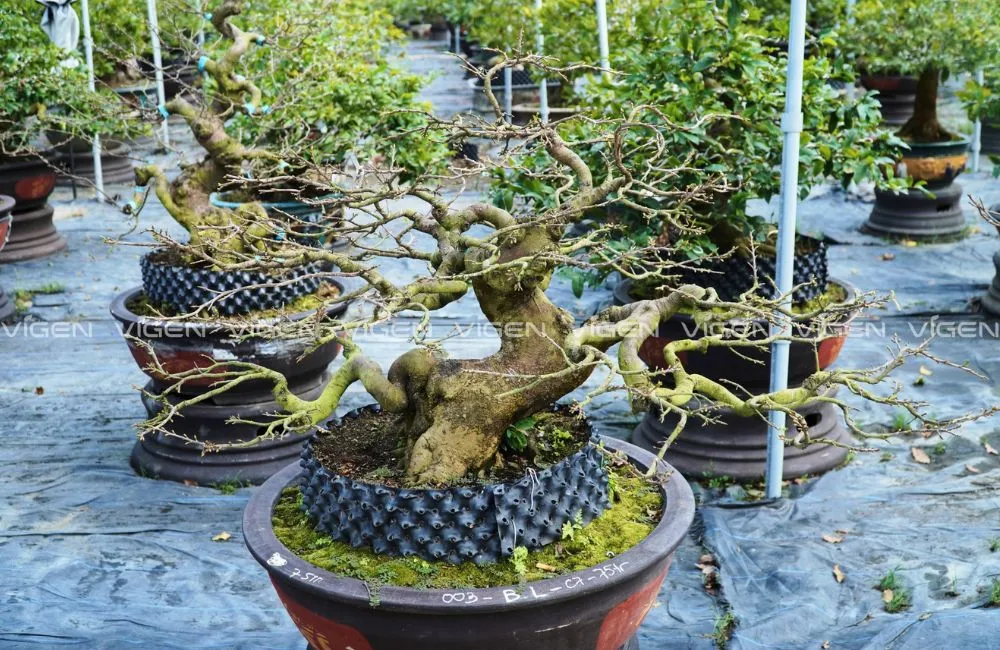 Cắt tỉa mai cúc đổi màu