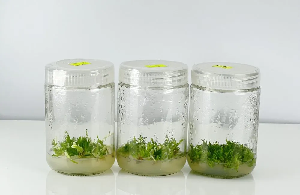 Cây giống cấy mô 