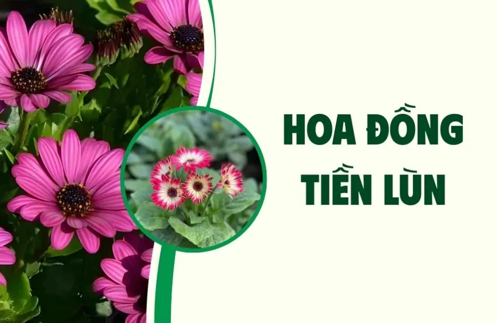 Gia công cây giống cấy mô