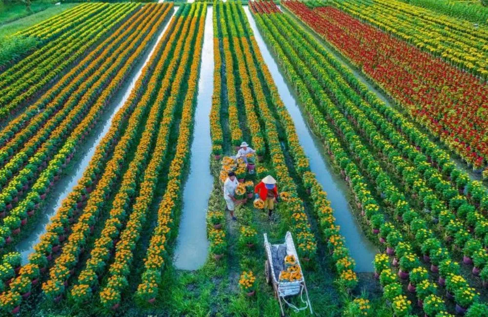 Cây giống cấy mô