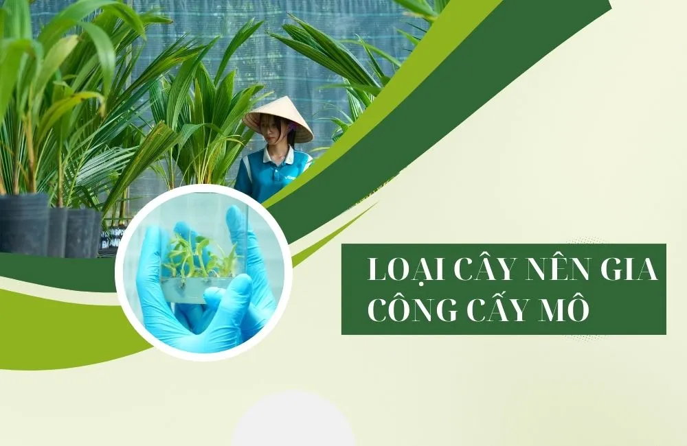 Gia công cây giống cấy mô