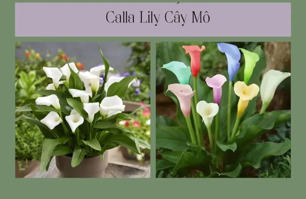 Gia công cây giống cấy mô