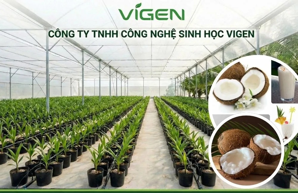 Cây giống cấy mô sạch bệnh và đồng đều 