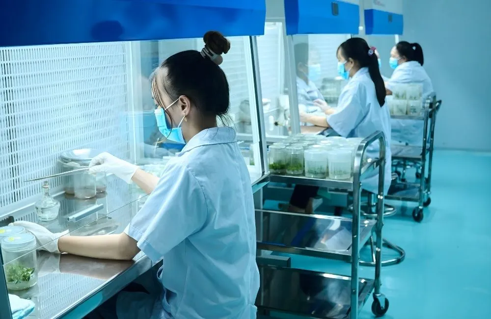 Cây giống cấy mô sạch bệnh và đồng đều 