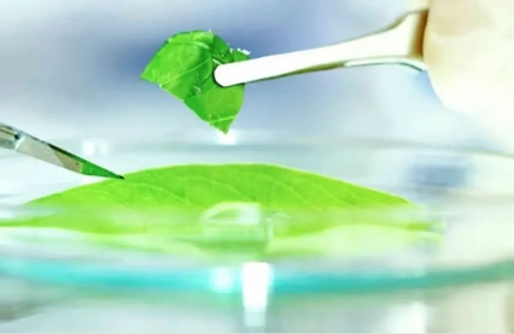 Cây giống cấy mô sạch bệnh và đồng đều 