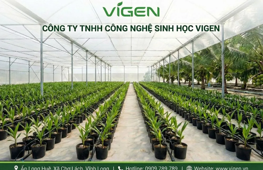 So sánh cây giống cấy mô và cây giống 