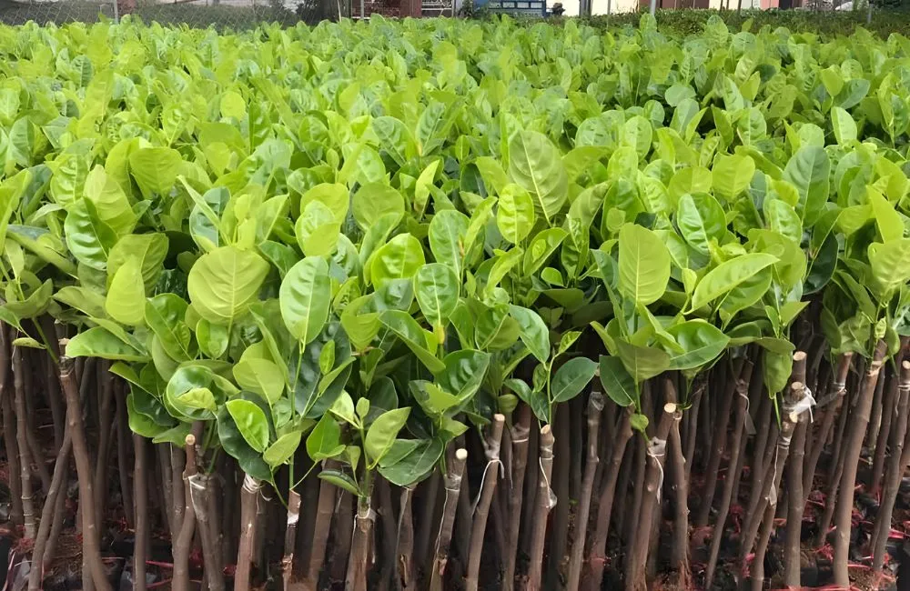 So sánh cây giống cấy mô và cây giống 